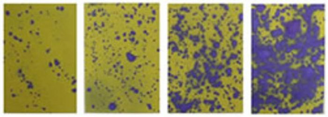 Cartine idrosensibili per irrorazione e diserbo 26x76 mm - Arag