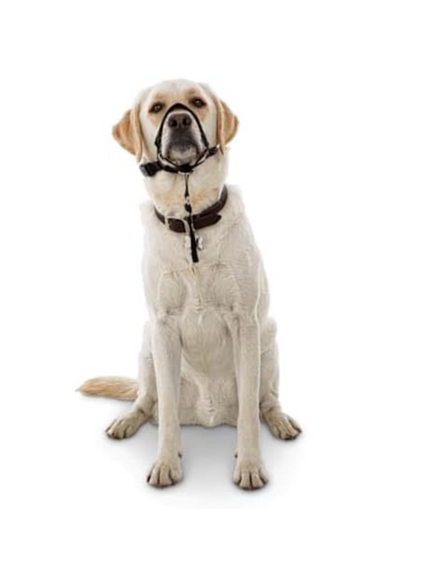 EveryYay Head of The Class Head Halter for Dogs – Medium Size, Padded Comfort Design, Anti-Pull Training Tool