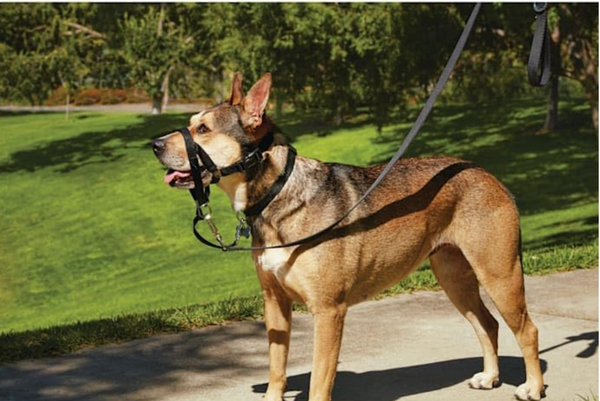 EveryYay Head of the Class Head Halter for Dogs Large – No Pull Training Lead