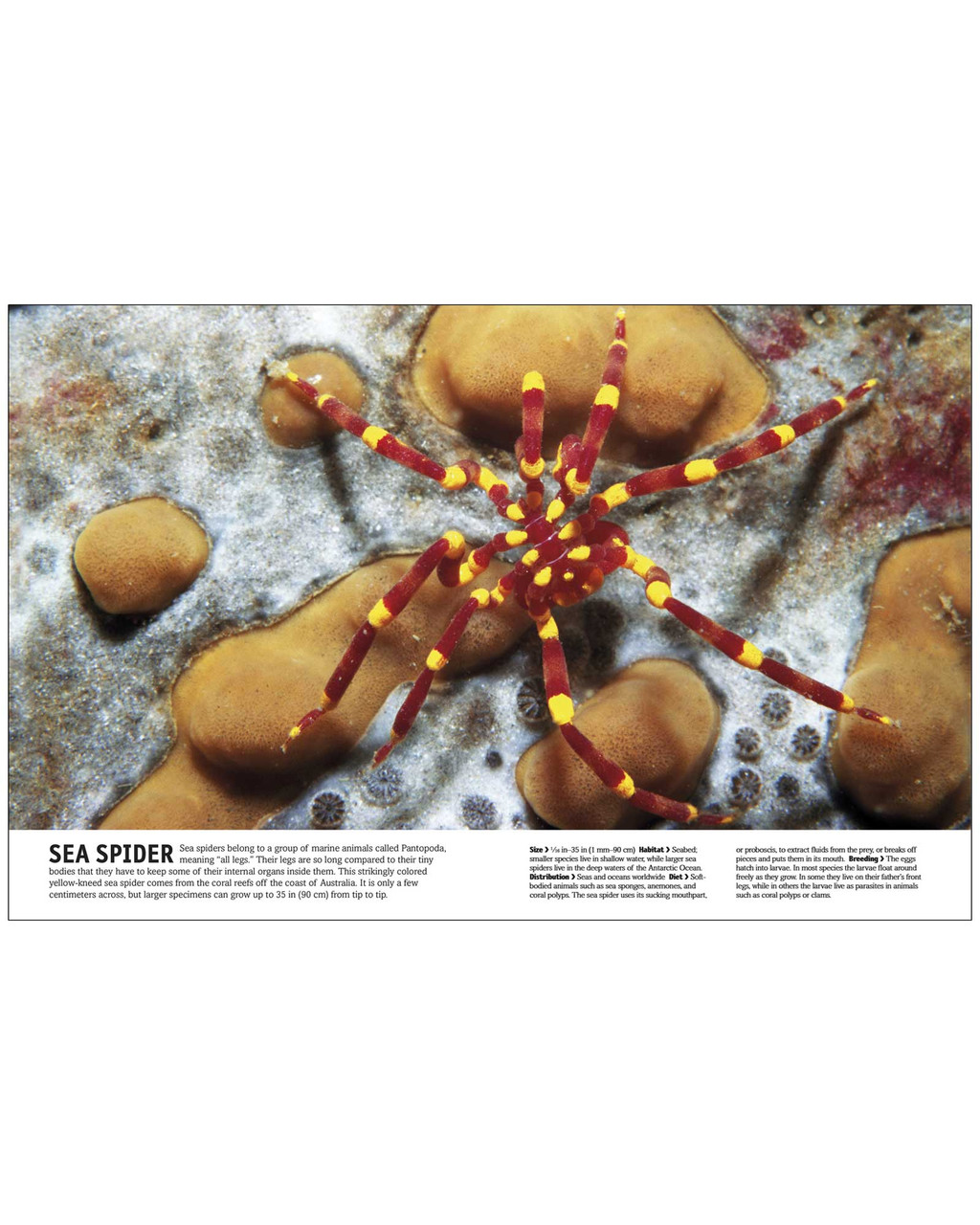 The Animal Book | Shop Smithsonian Store