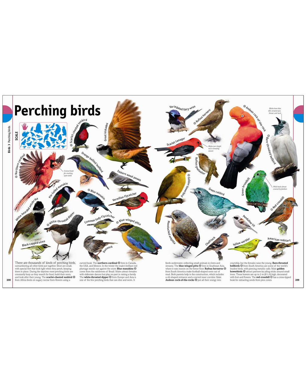 The Animal Book | Shop Smithsonian Store