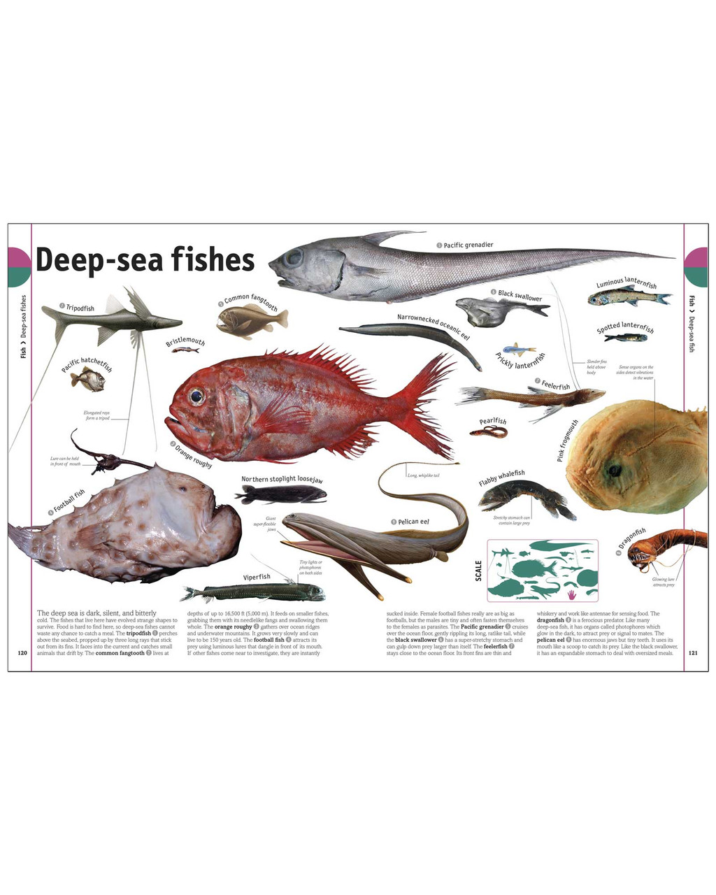The Animal Book | Shop Smithsonian Store