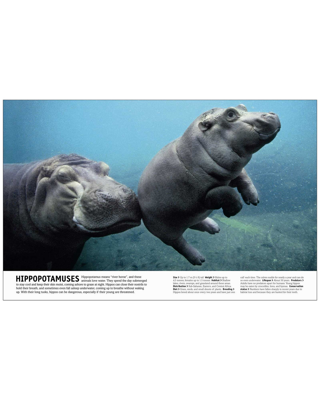 The Animal Book | Shop Smithsonian Store