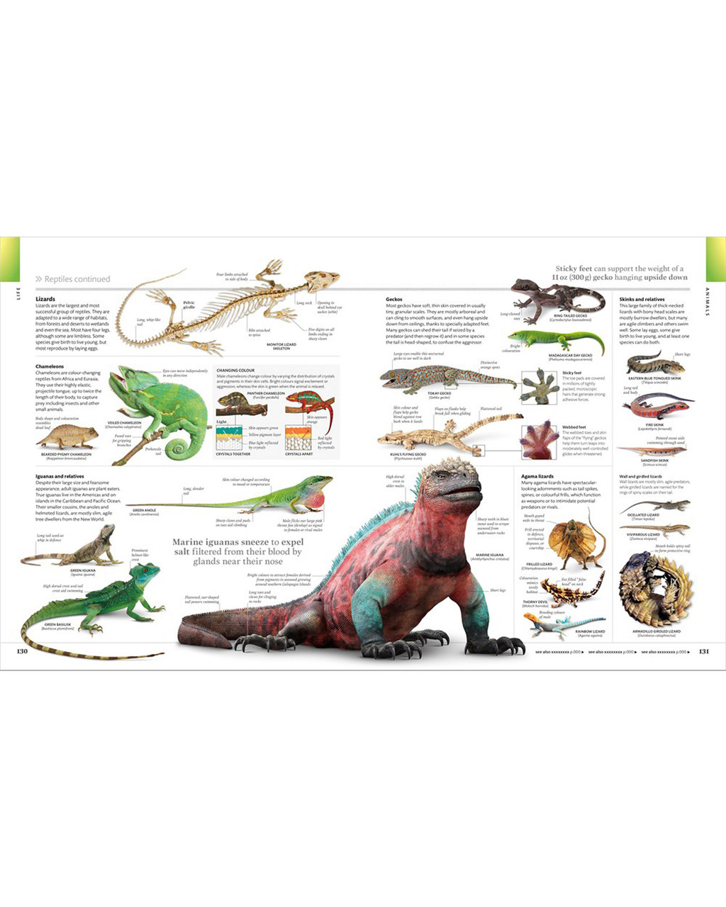 Visual Encyclopedia