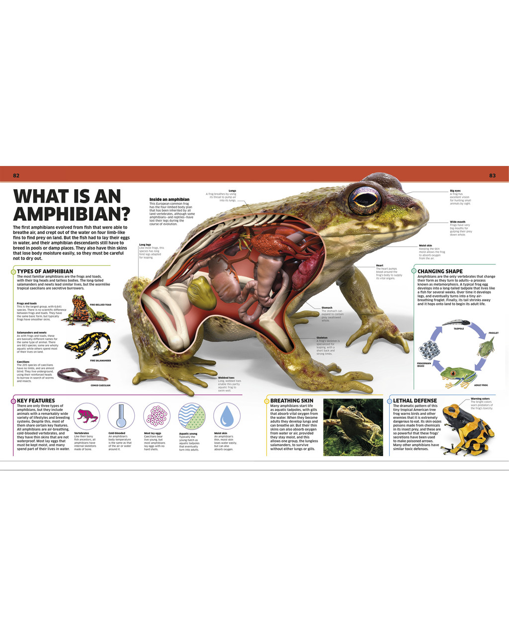 Smithsonian Animal! | Shop Smithsonian Store
