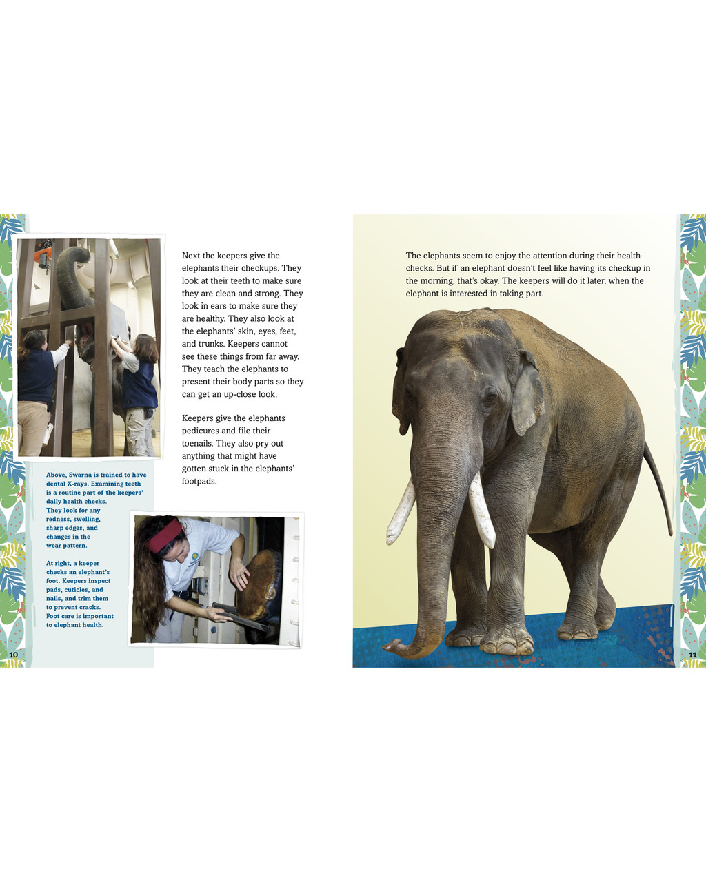 ELEPHANT 2冊 Elephants - Jump! Inc.