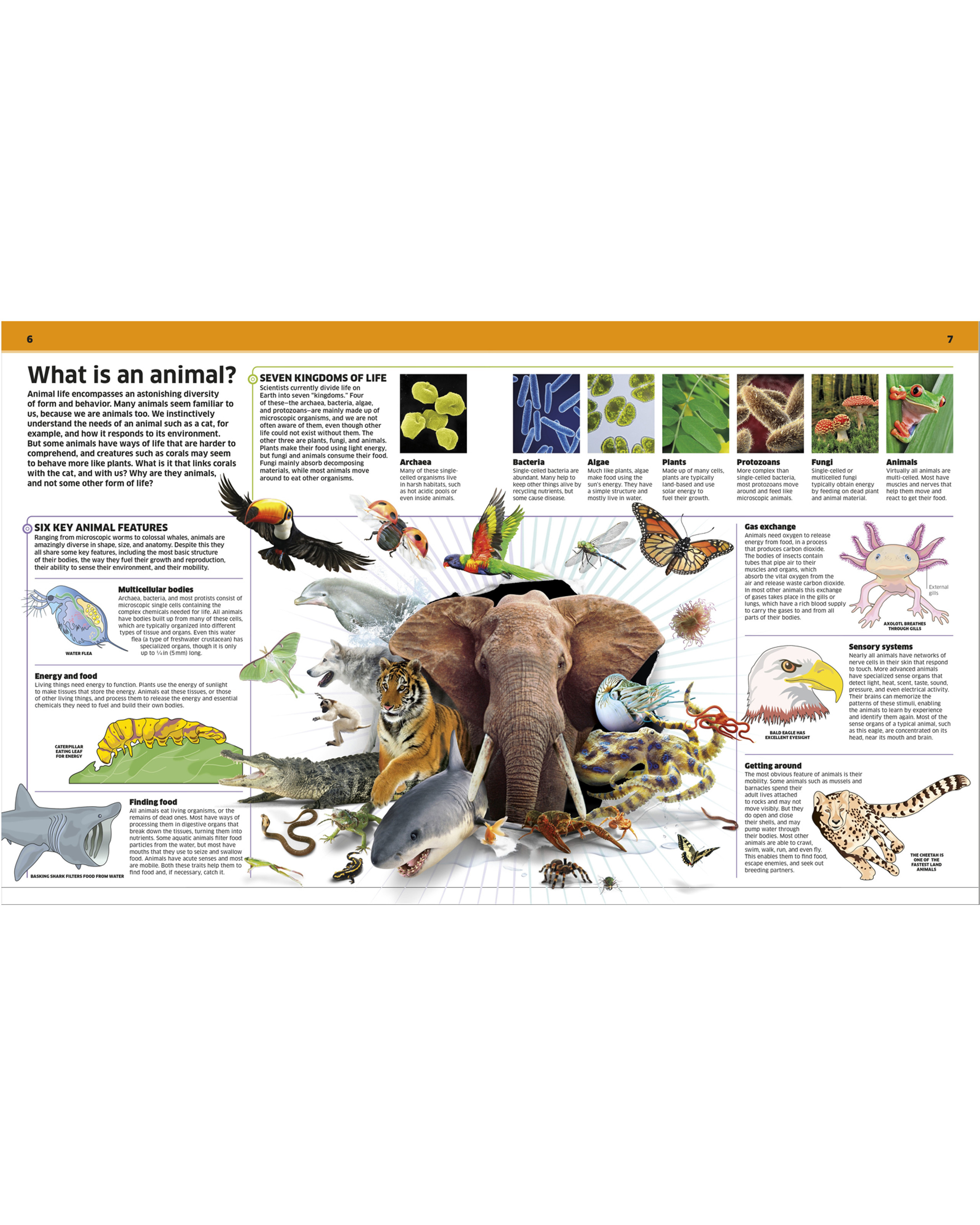 Smithsonian Animal! | Shop Smithsonian Store