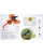 Illustrated monarch page from the book of birds highlighting species traits. View Product Image