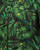 Poison Frogs Short Sleeve Shirt View Product Image