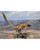 Dinosaurs: How They Lived and Evolved View Product Image