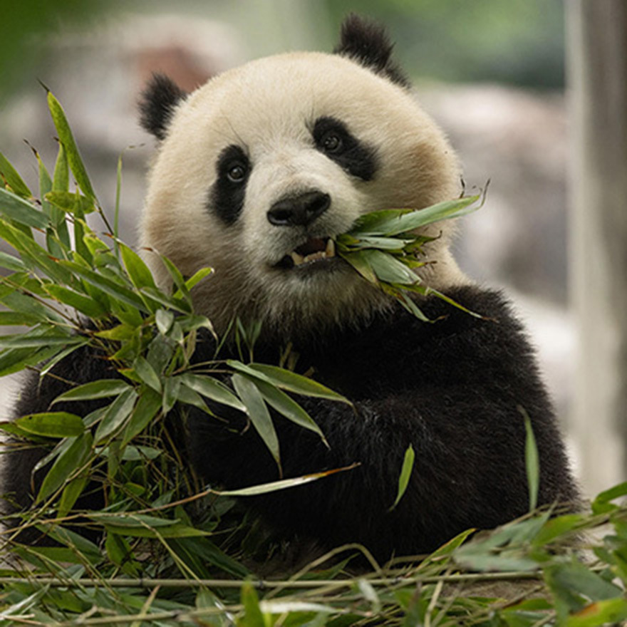 Panda Love Starts Here