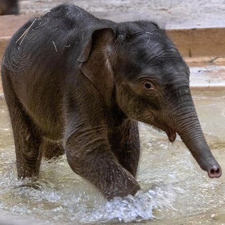 Elephants
