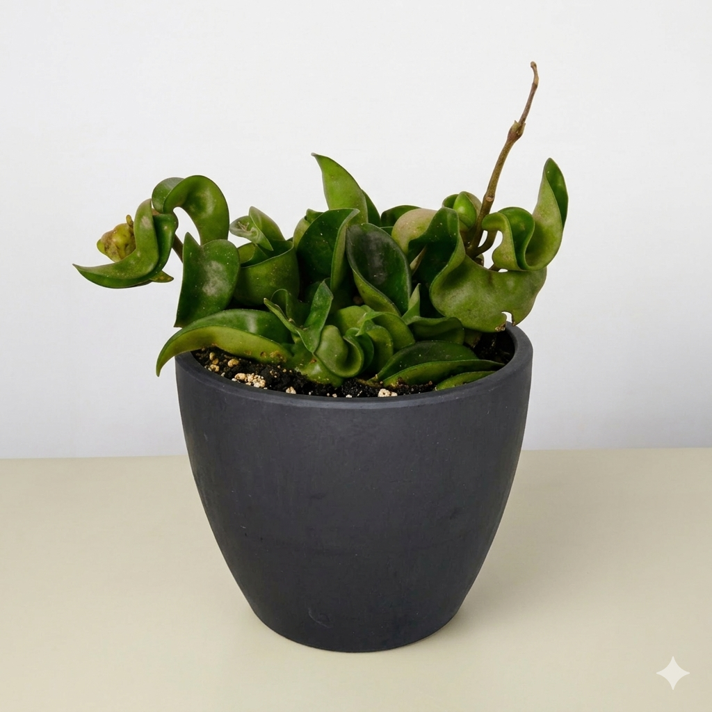 Design Ropes Icon Hoya Rope Pot Eco Black Pot 4