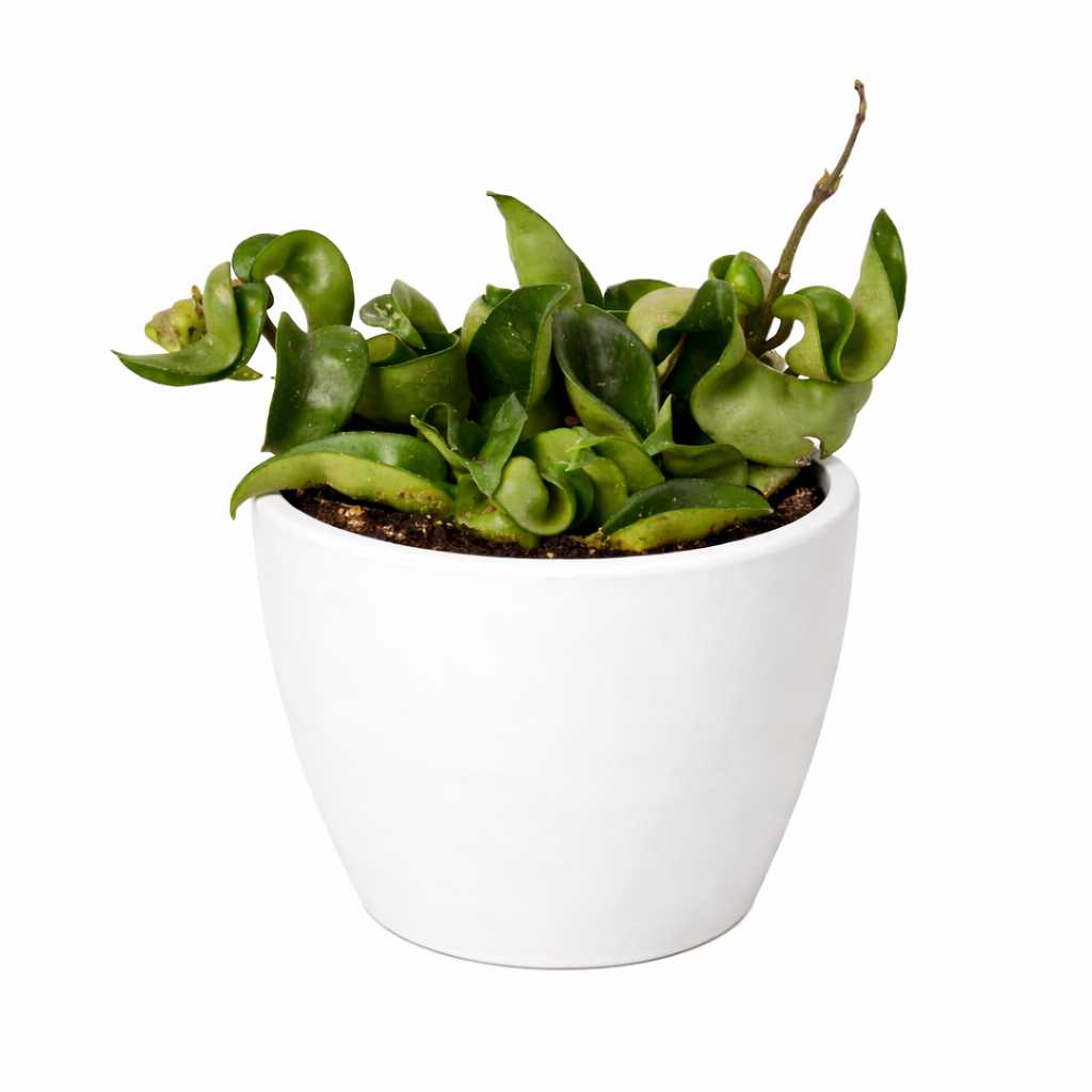Design Ropes Icon Hoya Rope Pot Eco White Pot 6