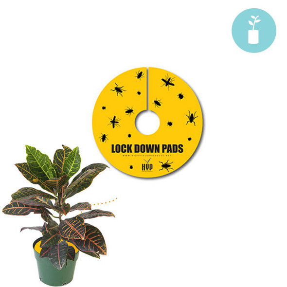 Lock Down Pads 1.5 15pcs