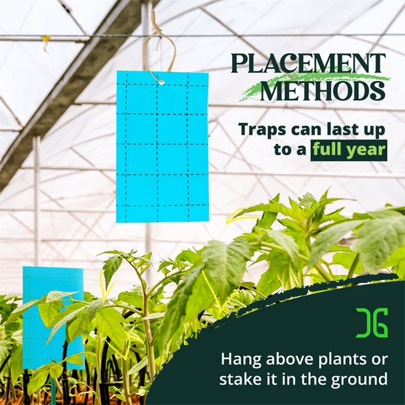 Catchmaster 3" x 5" Double-Sided Blue Sticky Card Pest