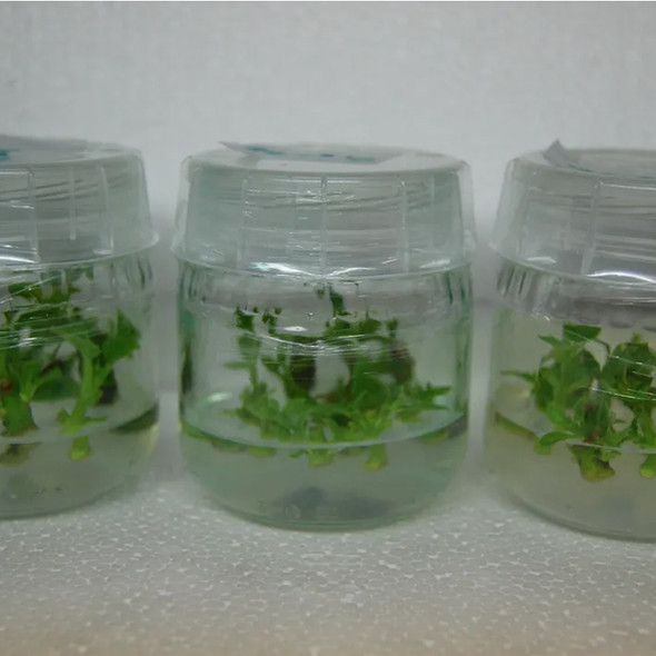 Snap-on Lids for Tissue Culture Jars (30-pack)