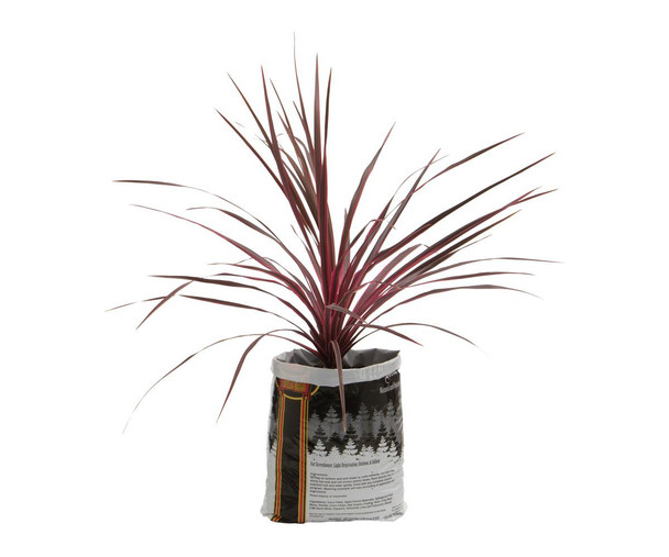 Royal Gold Royal Gold Kings Mix .75 cu ft 5 Gallon Plant in Bag RG14460