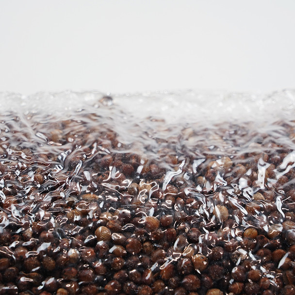 SuperSpore Mushroom Grain Bag 4lbs