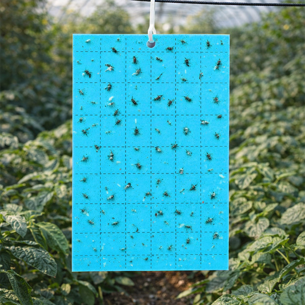 GROW1 Sticky Card Traps Blue 3" x 5" (10 Pack)