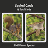 Squirrels: The Card Game (Pre-order)