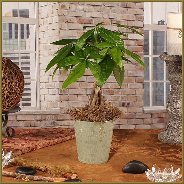 brazilian snake plant Sansevieria Monshine Brazilian main image 1