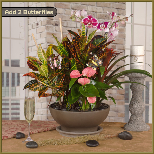 Exotic Planter - Oberer's Flowers