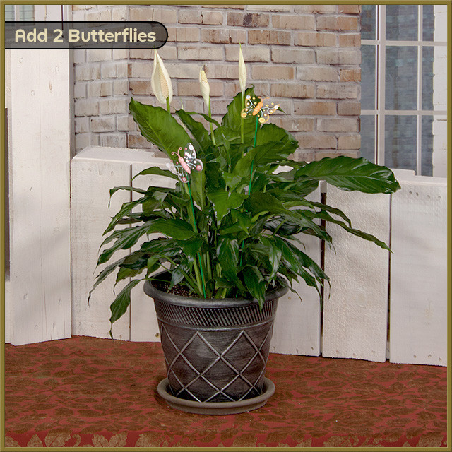 Peace Lily - Oberer's Flowers