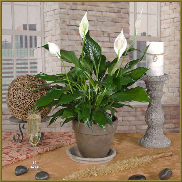 Peace Lily - Oberer's Flowers