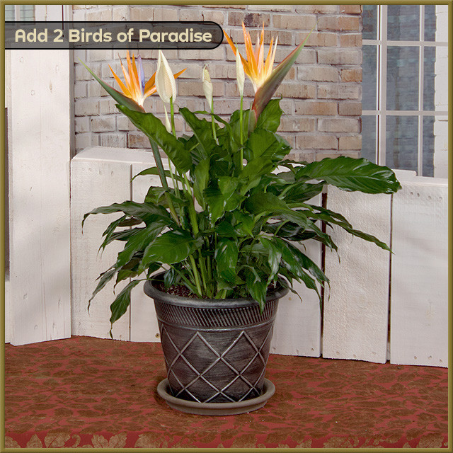 peace lily indoors Broad leaved Peace Lily