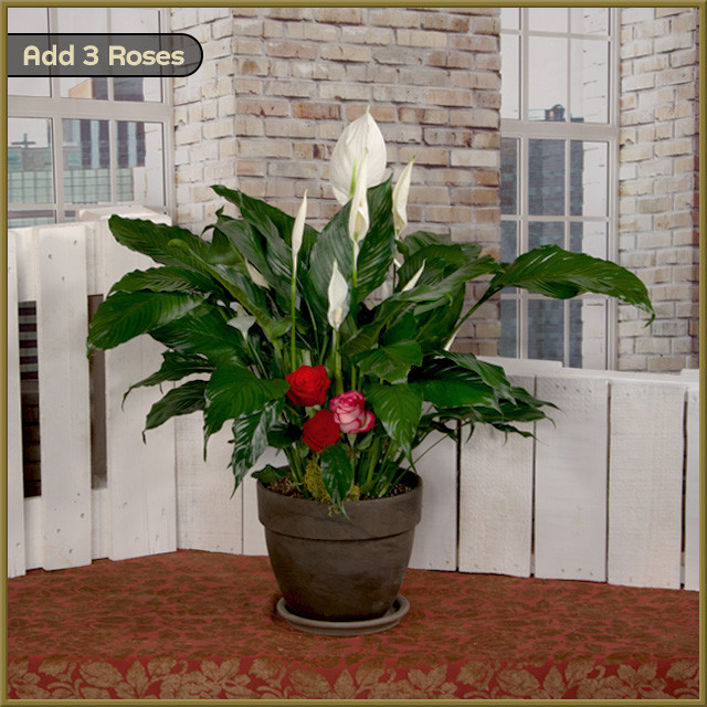 philodendron mcdowell Philodendron McDowell