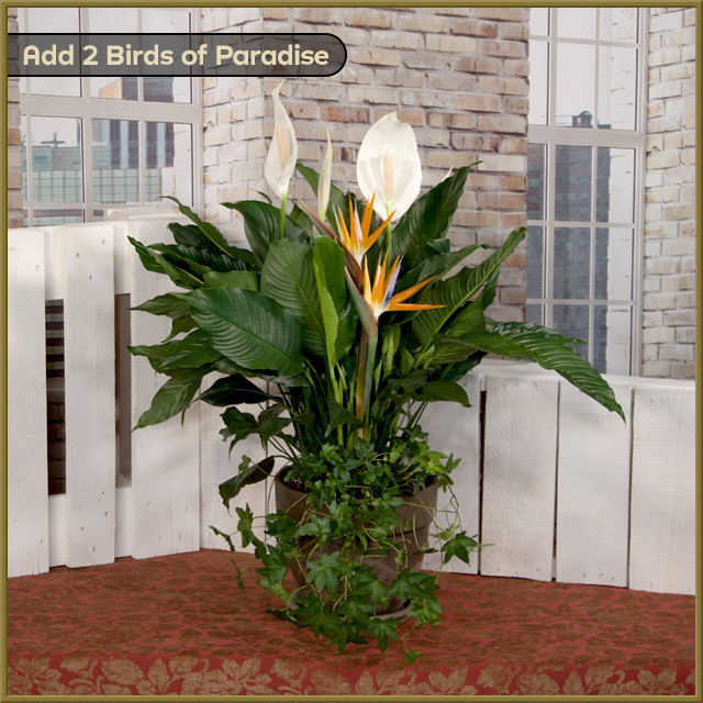 pothos hanging basket Wekiva Foliage Marble Queen Pothos Hanging Basket-Live Plant in an 8 Inch Hanging Basket-Epipremnum Aureum-Foliage Houseplant