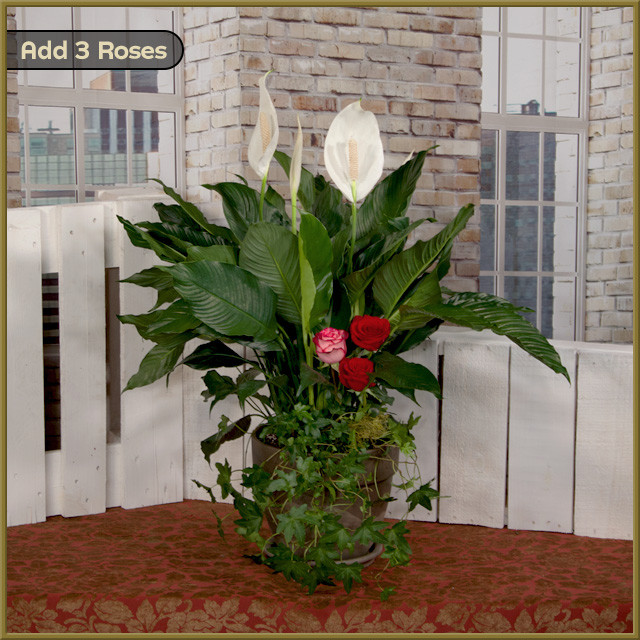 Peace Lily