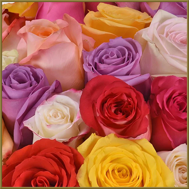 different color roses wallpaper