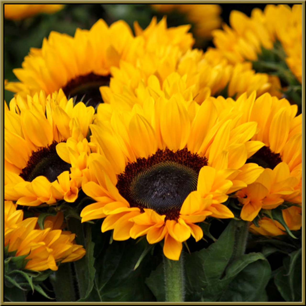 Sunflowers - Oberer’s Flowers