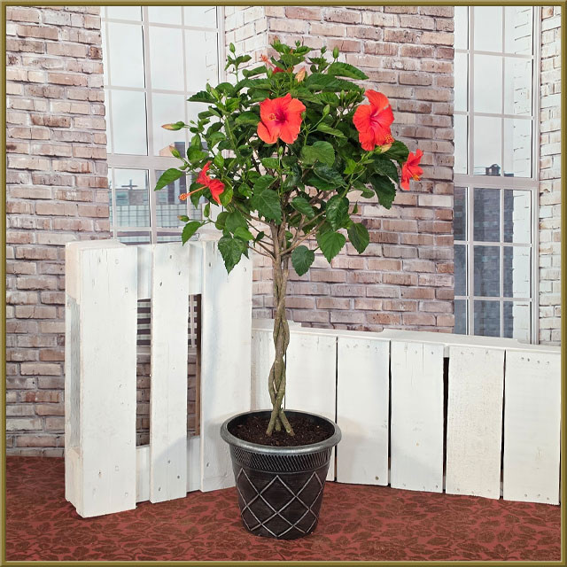 Hibiscus Tree - Oberer's Flowers