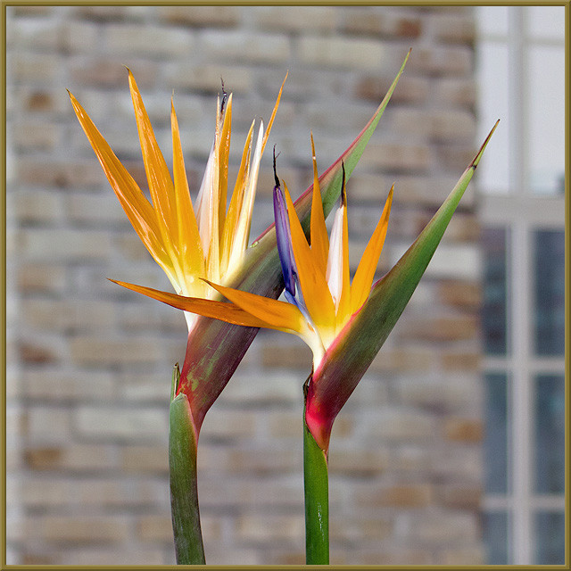 Add Two Birds of Paradise - Oberer's Flowers