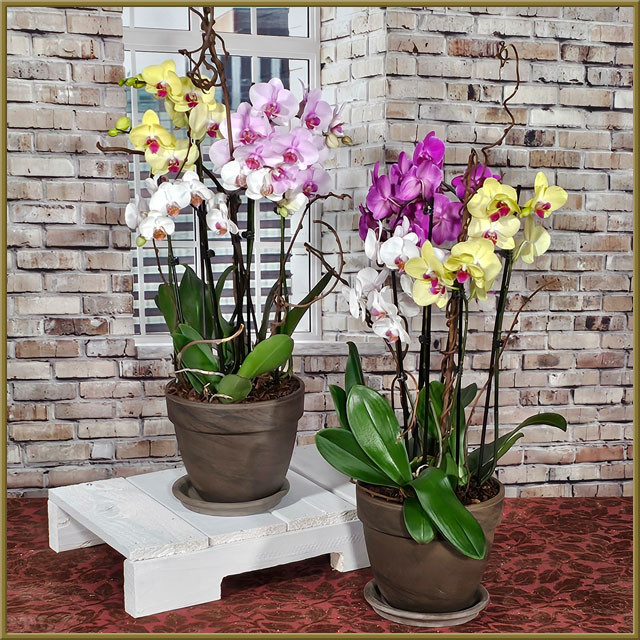 Large Phalaenopsis Orchids - Oberer's Flowers