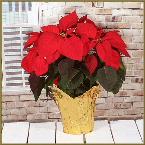 Poinsettia - 8"
