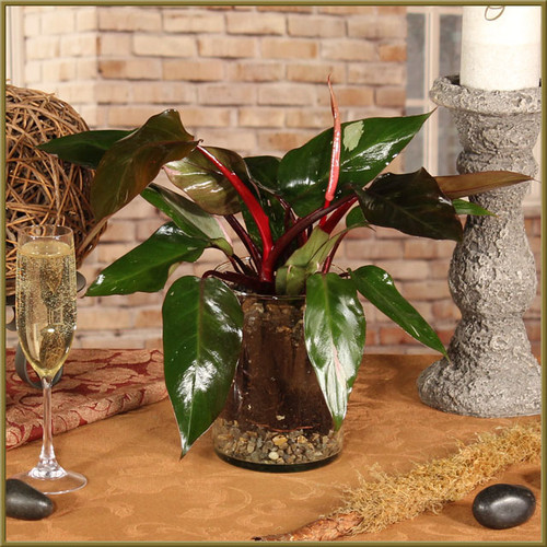 Pink Princess Philodendron Pink Princess Philodendron