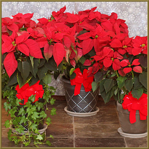 Deluxe Poinsettia