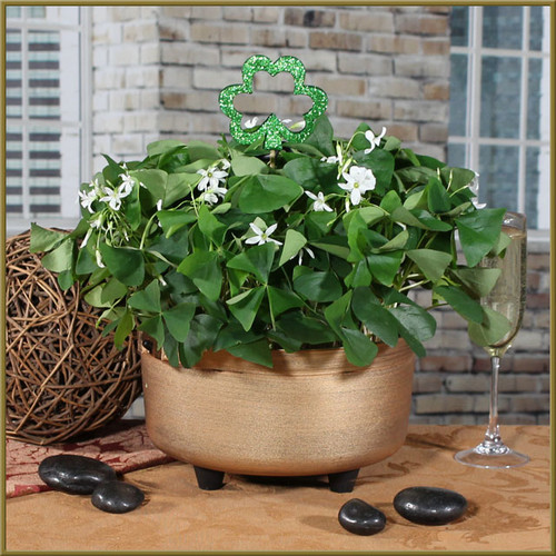 Pot O' Gold Shamrock