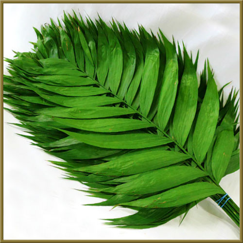 Palm for Palm Sunday