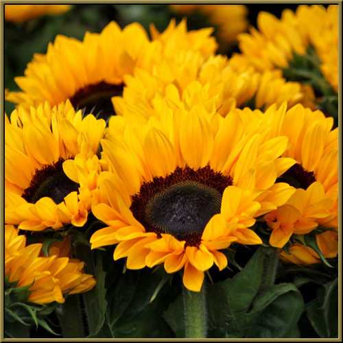 Sunflowers - Oberer's Flowers