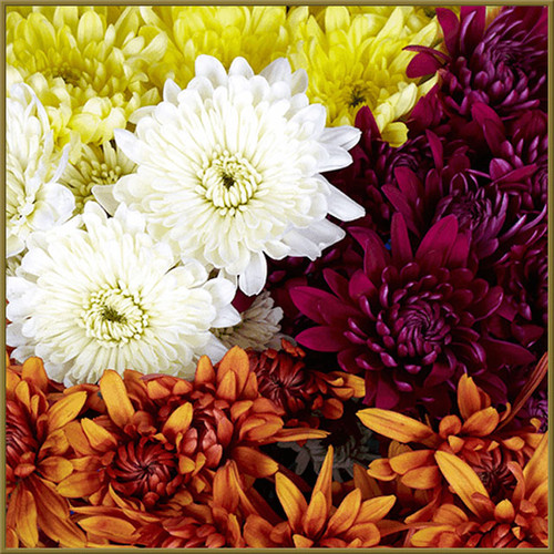 Yellow Fresh Cut - Delivery to Dayton, Cincinnati, Columbus