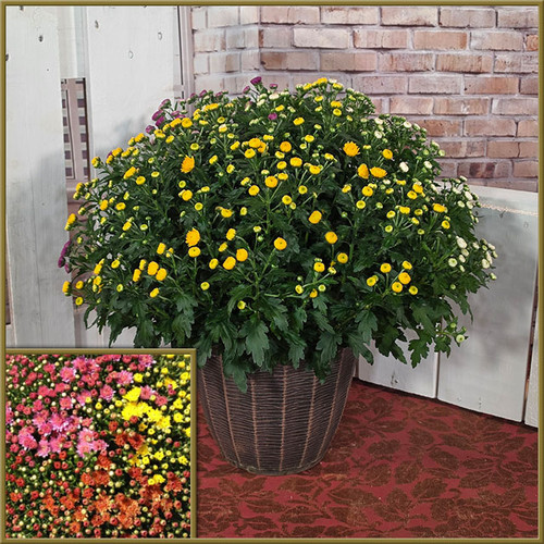 12" Tri-Color Hardy Mum