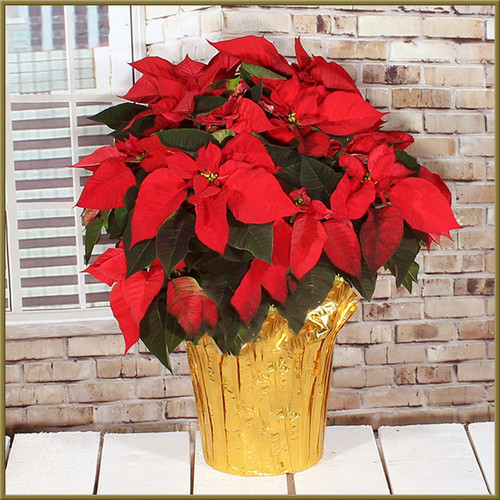 Poinsettia - 10"