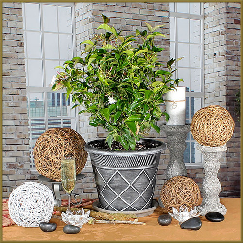 Jasmine Star Patio Pot