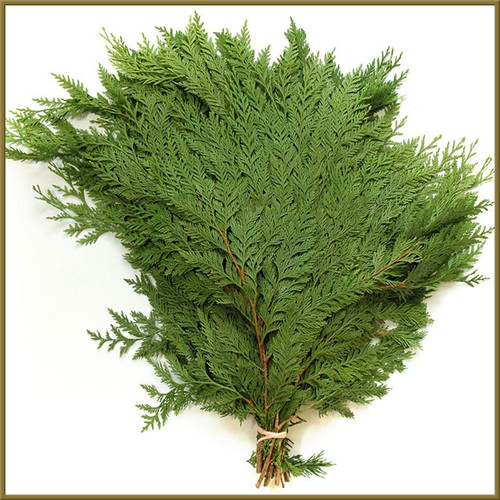 White Cedar White Cedar