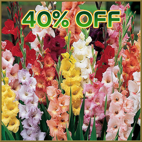 Cash & Carry - Thu, 03/19